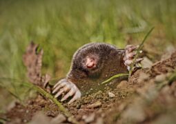 How to Install Mullvad VPN on Your Amazon Fire TV Stick